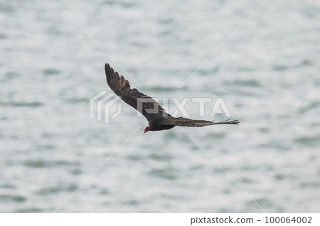 Turkey Vulture, ,planning in flight, Patagonia, Argentina 100064002