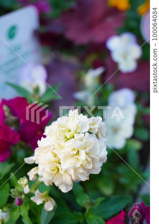 白色的花 100064084