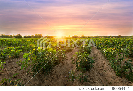 row of cassava tree in field. Growing cassava, young shoots growing sunset background.The cassava is the tropical food plant, This is the landscape of cassava plantation in the Thailand. row of cassava tree in field. Growing cassava, young shoots growing sunset background.The cassava is the tropical food plant, This is the landscape of cassava plantation in the Thailand. 100064465