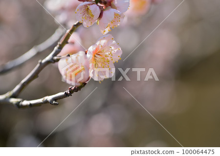 早春鮮花-梅花 100064475