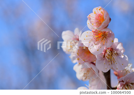 Early spring flowers-plum blossoms 100064500