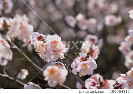 早春鮮花-梅花 100064511