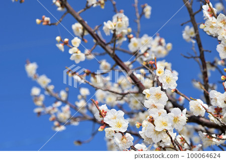 Early spring flowers-plum blossoms 100064624