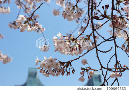 A sunny spring day with cherry blossoms in full bloom. A sunny spring day with cherry blossoms in full bloom. 100064883