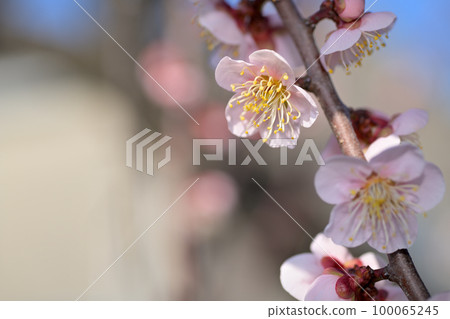 Early spring flowers-plum blossoms Early spring flowers-plum blossoms 100065245