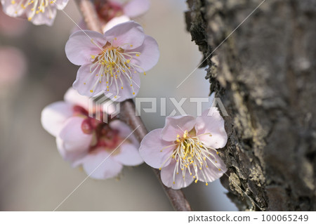 早春鮮花-梅花 100065249