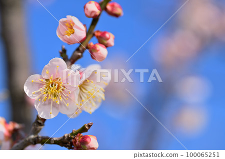 Early spring flowers-plum blossoms Early spring flowers-plum blossoms 100065251