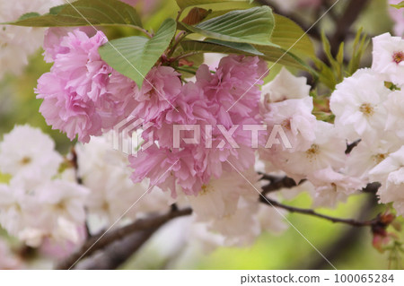 櫻花盛開 櫻花盛開 100065284
