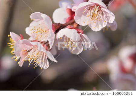 早春鮮花-梅花 100065291