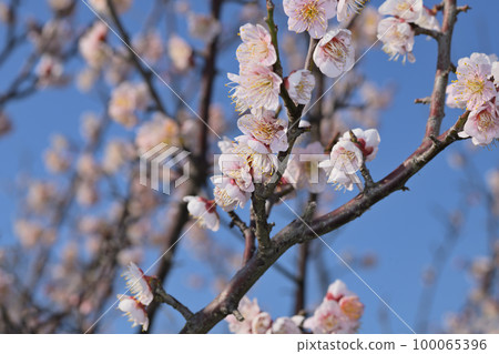 Early spring flowers-plum blossoms 100065396