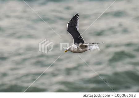 Giant petrel in flight, Peninsula Valdes, Patagonia, ArgentinaA 100065588