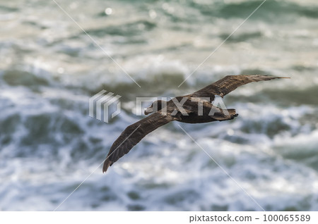 Giant petrel in flight, Peninsula Valdes, Patagonia, Argentina. 100065589