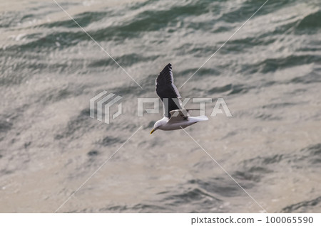 Giant petrel in flight, Peninsula Valdes, Patagonia, Argentina 100065590