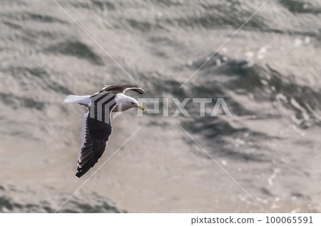 Giant petrel in flight, Peninsula Valdes, Patagonia, Argentin 100065591