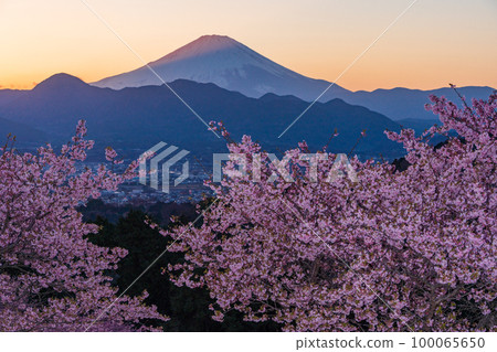(神奈川縣)河津櫻花盛開的大井夢之鄉,富士山落日餘暉 (神奈川縣)河津櫻花盛開的大井夢之鄉,富士山落日餘暉 100065650