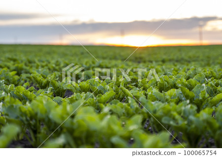 Rows of young fresh beet leaves. Beetroot plants growing in a fertile soil on a field. Cultivation of beet. Agriculture. Rows of young fresh beet leaves. Beetroot plants growing in a fertile soil on a field. Cultivation of beet. Agriculture. 100065754
