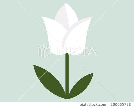 白色鬱金香春天的花朵矢量圖 白色鬱金香春天的花朵矢量圖 100065758