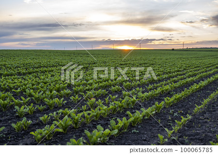Young green sugar beet leaves in the agricultural beet field in the evening sunset. Agriculture. Young green sugar beet leaves in the agricultural beet field in the evening sunset. Agriculture. 100065785