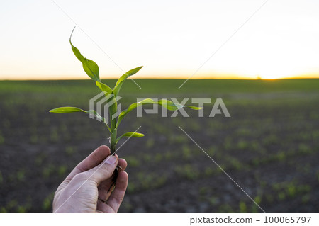 Farmer hand holding corn sprout with root and researching plant growth. Examining young green corn maize crop plant. Farmer hand holding corn sprout with root and researching plant growth. Examining young green corn maize crop plant. 100065797