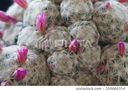 仙人掌多肉植物 Mammillaria 100066354