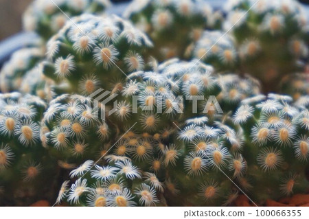 仙人掌多肉植物 Mammillaria Haudiana Mammillaria saboae subsp. h 100066355