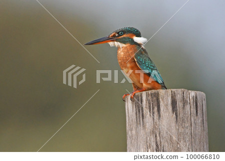 Kingfisher portrait Kingfisher portrait 100066810