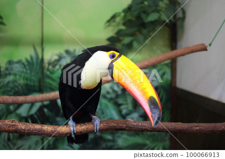 A popular Toucan in Kachoen with a large beak 100066913