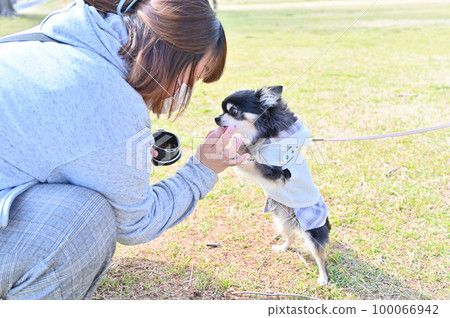 A walk with a Chihuahua, a woman training, a hand, a high five A walk with a Chihuahua, a woman training, a hand, a high five 100066942