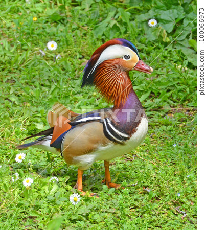 Mandarin duck in flowery meadow Mandarin duck in flowery meadow 100066973