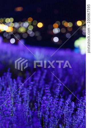 Scenery of the lavender festival held at Hinode Park in Kamifurano, Hokkaido 100067595