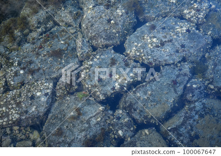 Nagasaki prefecture _ Starfish Nagasaki prefecture _ Starfish 100067647