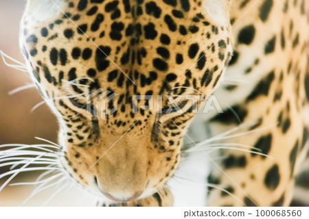 Leopard pantera padus kotiya in the rock 100068560