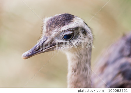 Ostrich head close up, autumn weather park outdoors Ostrich head close up, autumn weather park outdoors 100068561