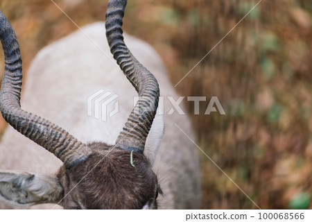 The maned ram eats hay, animal in the zoo, large rounded horns of a ram. 100068566