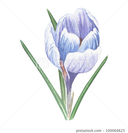 Crocus flower hand-drawn in watercolor. - Stock Illustration [100068625 ...