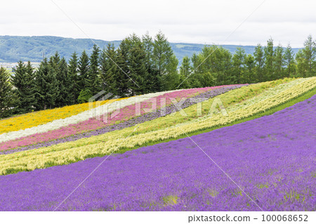 北海道富良野薰衣草田風光 100068652
