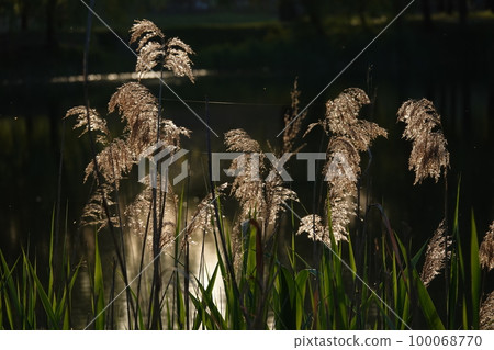 Reeds grow densely near the lake with seeds 100068770