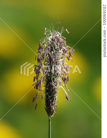 Meadow foxtail plant with ripe seeds in spring Meadow foxtail plant with ripe seeds in spring 100069287