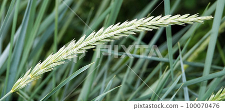 Peregul plant perennial or English ryegrass Lolium perenne wild Peregul plant perennial or English ryegrass Lolium perenne wild 100070476