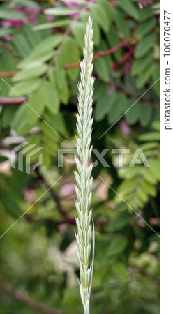 Peregul plant perennial or English ryegrass Lolium perenne wild 100070477