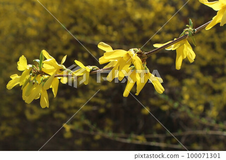 Background with forsythia flowers in full bloom. 100071301