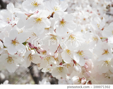 Cherry blossom 100071302