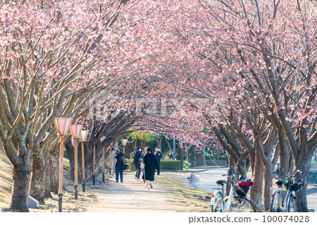 [神櫻] 德島中央公園的八須賀櫻花 100074028