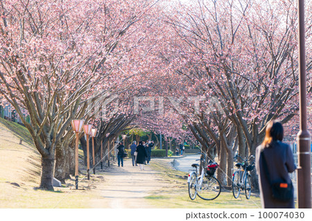 [神櫻] 德島中央公園的八須賀櫻花 100074030