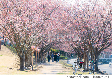 [神櫻] 德島中央公園的八須賀櫻花 100074031
