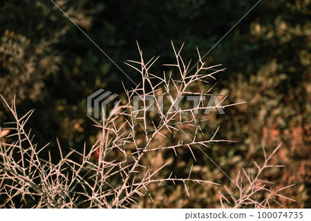 Screensaver Frame - Thorns On Green Background Illuminated By Sunset. 100074735