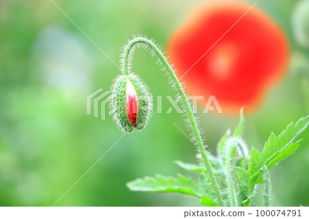 小米的花苞 100074791