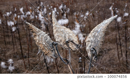 The Syrian milkweed, or Aesculapian grass, or Milky grass, or Swallow grass, is an annual herbaceous plant, the Kutrovye family - a plant similar to the mouth of a snake 100074856