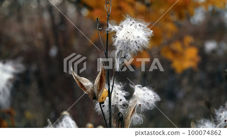 The Syrian milkweed, or Aesculapian grass, or Milky grass, or Swallow grass, is an annual herbaceous plant, the Kutrovye family - a plant similar to the mouth of a snake 100074862