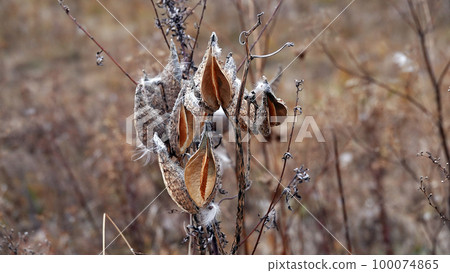 The Syrian milkweed, or Aesculapian grass, or Milky grass, or Swallow grass, is an annual herbaceous plant, the Kutrovye family - a plant similar to the mouth of a snake 100074865